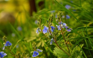 Картинка трава, весна, голубые цветы, вероника дубравная, природа
