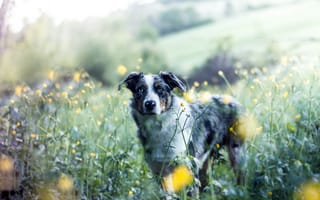 Картинка цветы, собака, австралийская овчарка, аусси, природа, друг