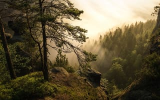 Картинка деревья, лес, туман, германия, холмы
