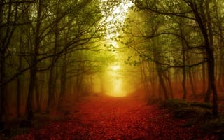 Картинка свет, туман, листья, лес, цвет, осень, деревья, дорога