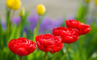 Картинка природа, бутоны, макро, тюльпаны, весна, сад, лепестки, karsten gieselmann