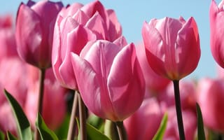 Картинка цветы, тюльпаны, розовые, бутоны, весна, макро