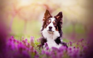 Картинка цветы, весна, бордер-колли, собака, kristýna kvapilová