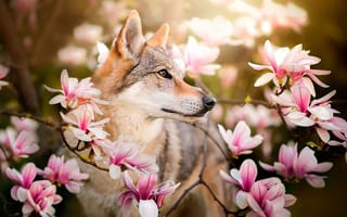 Обои цветы, chinua, чехословацкая волчья, весна, чехословацкий влчак, ветки, dackelpuppy, магнолия, собака