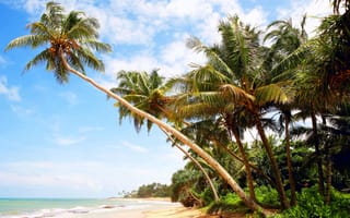 Картинка море, пальмы, мальдивы, отдых, пляж, остров