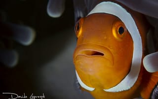 Картинка рыба, подводный мир, актиния, davide lopresti, рыба-клоун
