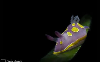Картинка фиолетовый, голожаберное, темный, моллюск, davide lopresti, подводный мир