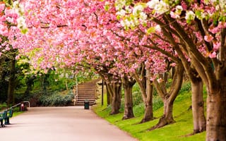 Картинка деревья, шеффилд, англия, цветение, аллея, сакура, великобритания, парк