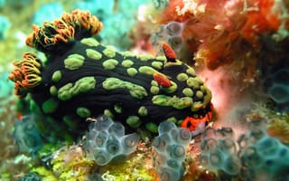 Картинка краски, кораллы, подводный мир, растение, голожаберный моллюск, океан, моллюск