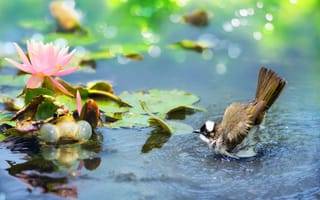 Картинка вода, птицы мира, тропики, бюльбюль, лотос, цветок, лягушка, fuyi chen, птица, пруд, листья, боке