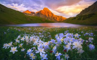 Картинка цветы, пейзаж, природа, озеро, горы