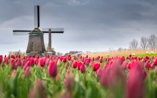 Картинка цветы, поле, тюльпаны, нидерланды, весна, мельница