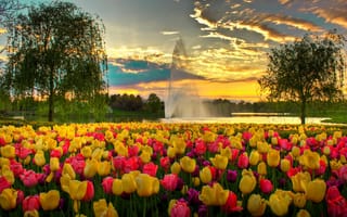 Картинка небо, фонтан, вечер, тюльпаны, сша, парк, облака, цветы