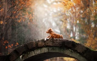 Картинка лес, осень, мост, золотистый ретривер, собака, парк, анна аверьянова