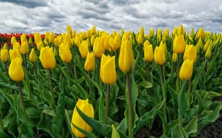 Картинка цветение, нидерланды, поле, тюльпаны, голландия, весна, желтые