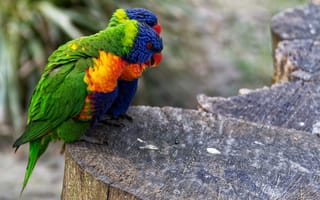 Обои птицы, попугаи, многоцветный лорикет, хвост, оперение, пара, боке