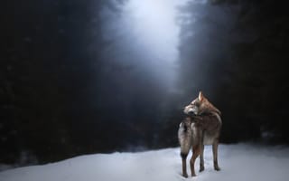 Картинка снег, alicja zmysłowska, чехословацкий влчак, собака, волк, misty morning, чехословацкая волчья