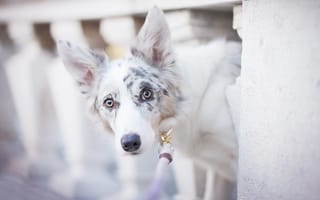 Картинка собака, alicja zmysłowska, witty&white, пятна, бордер-колли, боке