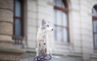 Картинка собака, пятна, бордер-колли, боке, witty&white, поводок, alicja zmysłowska
