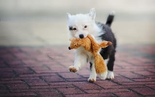 Картинка собака, щенок, бордер-колли, улица, игрушка