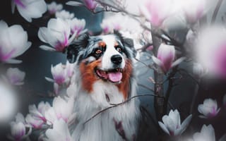 Картинка ветки, австралийская овчарка, собака, цветки, аусси, магнолия