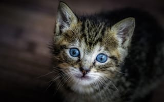 Обои мордочка, малыш, голубые глаза, кошка, взгляд, котенок