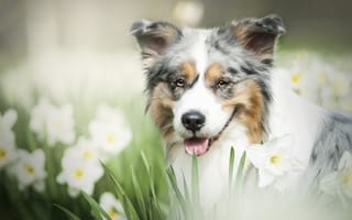 Картинка морда, взгляд, боке, австралийская овчарка, аусси, собака, нарциссы, цветы