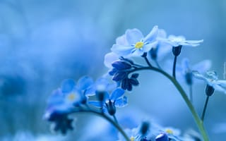 Обои цветы, природа, голубые, незабудка