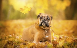 Картинка глаза, лист, осень, собака, боксер, взгляд