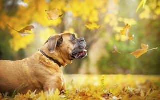 Картинка листья, боксер, профиль, ошейник, осень, собака