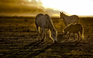 Обои утро, кони, лошади, поле, туман