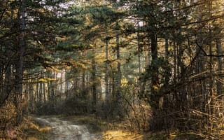 Картинка дорога, деревья, лес, природа