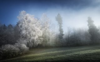 Картинка деревья, природа, зима, иней, туман