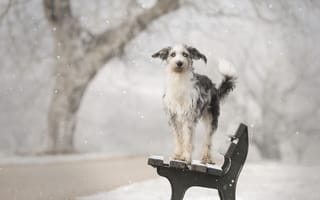Картинка снег, друг, собака, скамья, calis pictures, зима