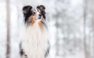 Картинка снег, собака, боке
