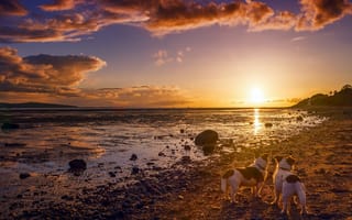 Картинка берег, закат, друзья, собаки