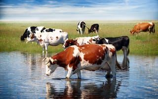Картинка трава, коровы, водопой