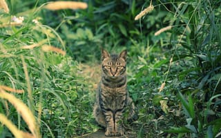 Картинка глаза, кошка, трава, усы, кот, взгляд