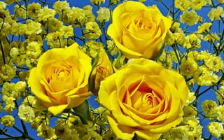 Обои цветы, гипсофила, розы, желтые, букет