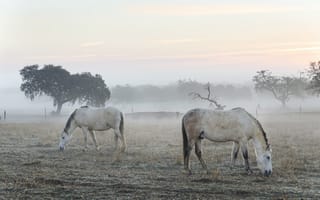 Картинка утро, туман, кони