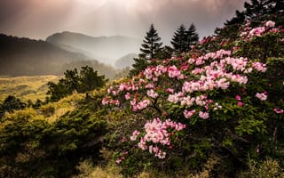 Картинка цветы, туман, тайвань, рододендрон, горы, азалия, природа, jeff lee