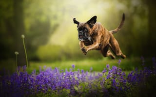 Картинка цветы, собака, боке, бег, боксер, прыжок