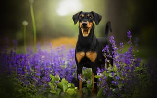Картинка цветы, tinkerbell, собака, боке