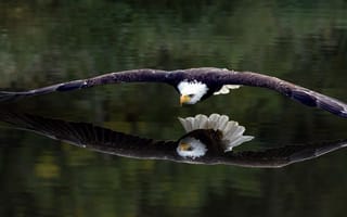 Картинка отражение, полет, крылья, птица, белоголовый орлан, орел