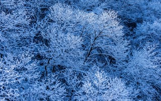 Картинка деревья, снег, ветки, зима, лес, иней