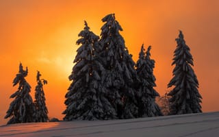 Картинка ночь, елки, зима, ели, снег, деревья