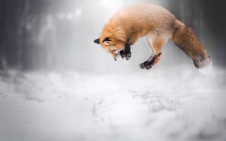 Картинка снег, лисица, зима, животное, лиса, охота