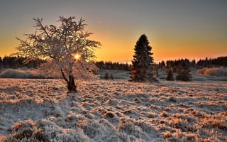 Картинка свет, дерево, утро, зима, иней, деревья