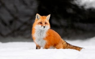 Обои снег, лисица, лис, зима, животное, лиса