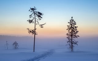Картинка деревья, утро, снег, зима